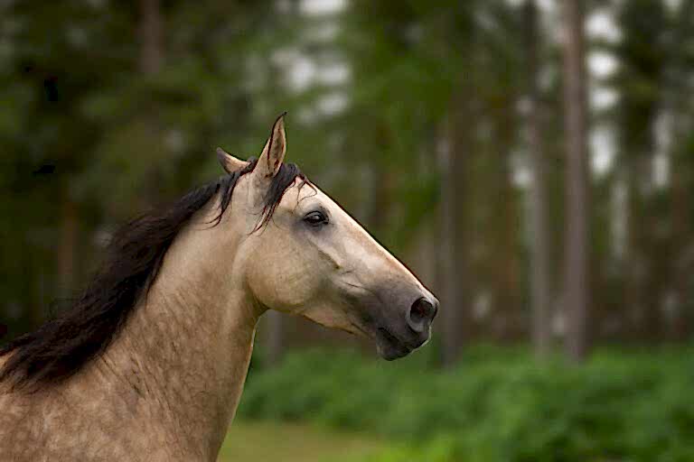 Equine Photographer North Yorkshire
