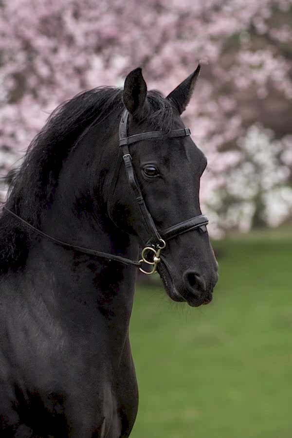 Equine Photographer North Yorkshire