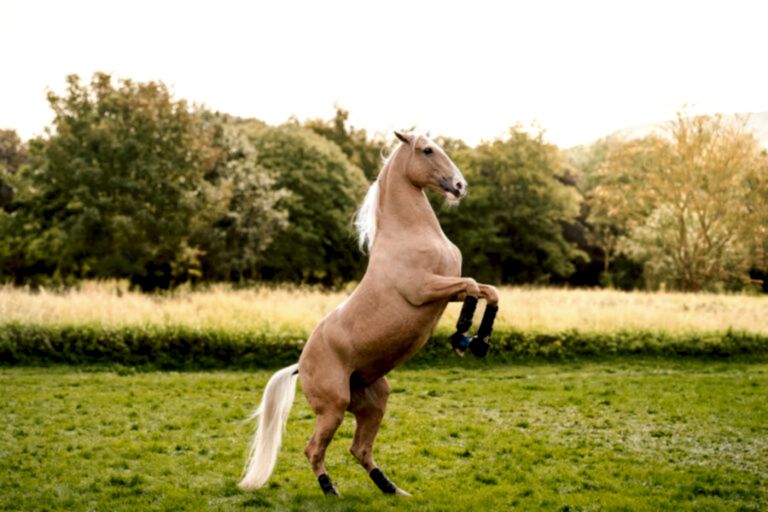 Equine Photographer North Yorkshire