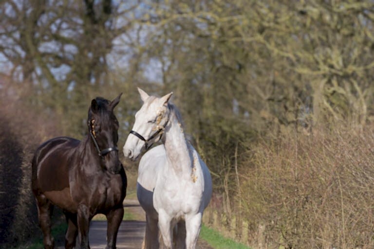 Horse Photographer North Yorkshire