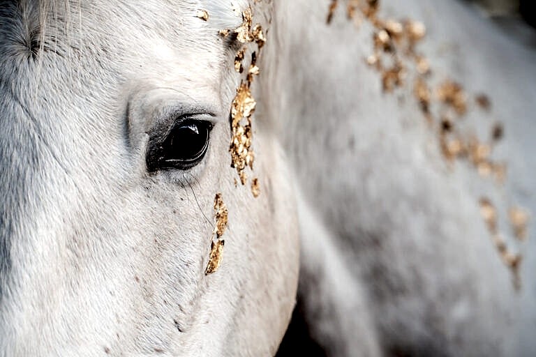 Horse Photographer North Yorkshire