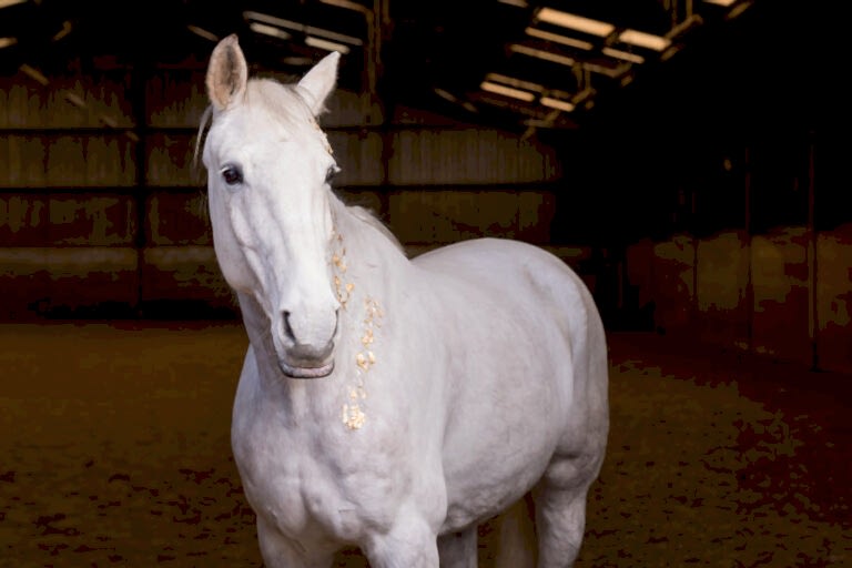 A white horse with gold leaf accents on its face stands in an indoor riding arena with a dirt floor and wooden walls.
