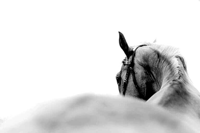 A black and white photo shows the side and back of a bridled horse's head, with another horse partially visible in the foreground.