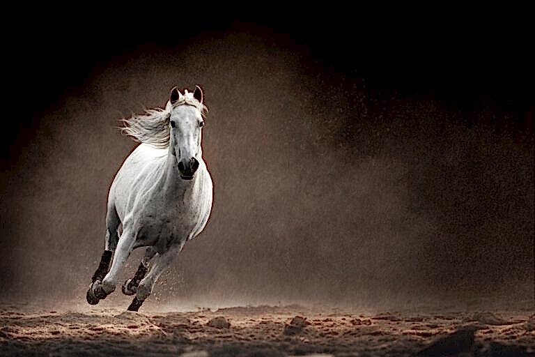 Equine Photographer North Yorkshire