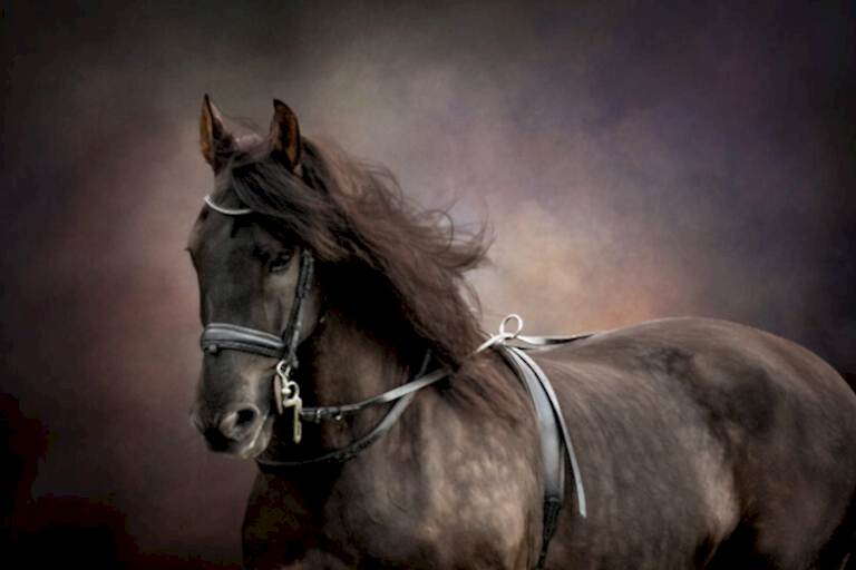 Equine Photographer North Yorkshire
