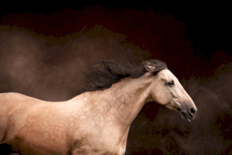 A beige horse with a flowing mane stands against a dark, smoky background.