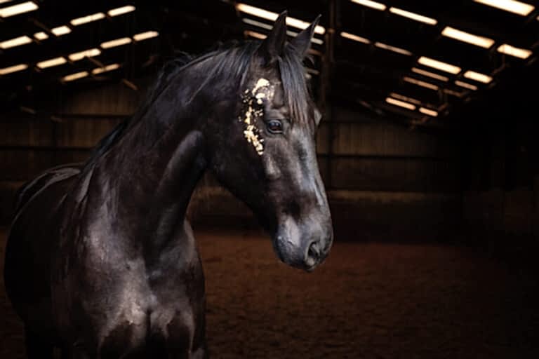 Equine Photographer North Yorkshire