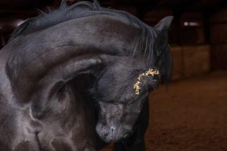 A black horse with a bent neck stands indoors, its head turned downward. A yellowish substance is visible on its forehead.