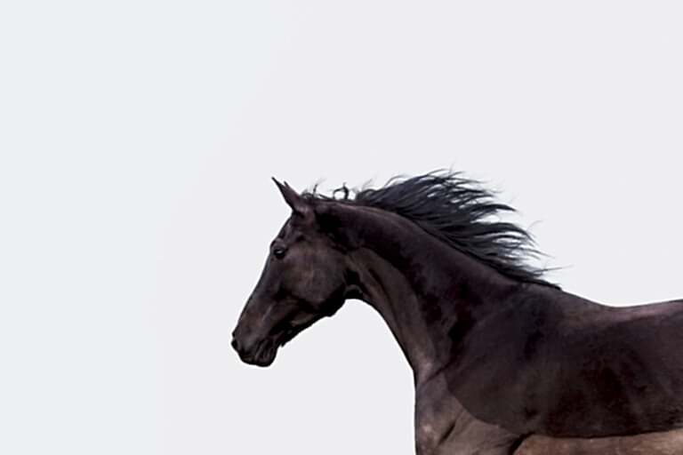 Side profile of a running black horse with a wind-swept mane against a plain white background.