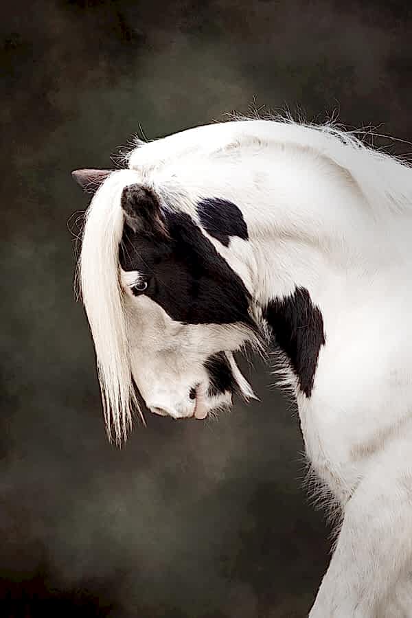 Horse Portraits North Yorkshire
