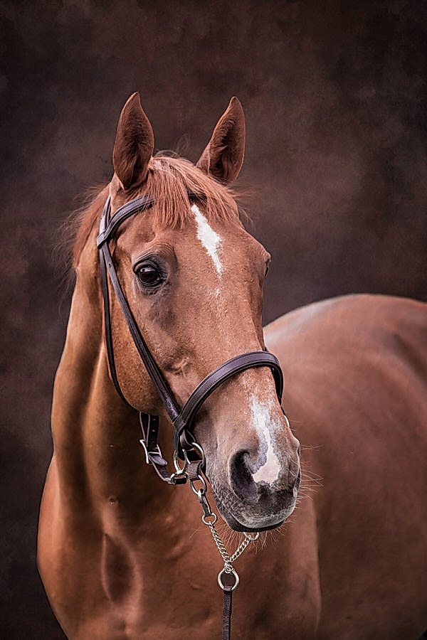 Horse Photographer North Yorkshire