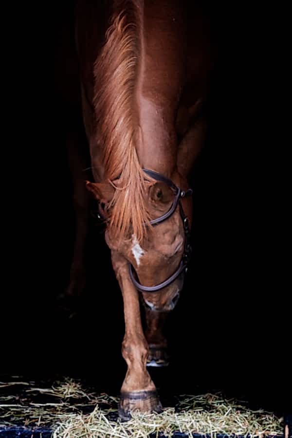 Equine Photographer North Yorkshire