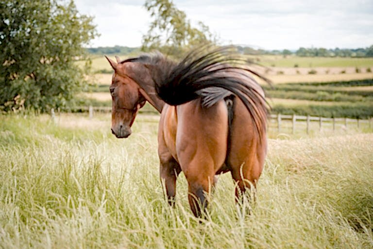 Horse Photography North East
