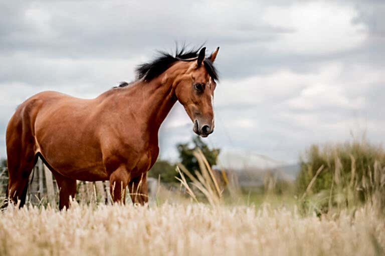 Horse Photography North East
