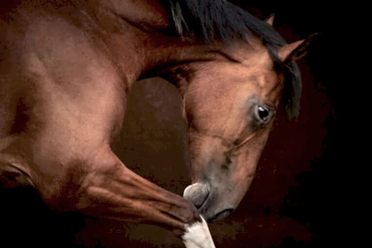 Horse Photography North East