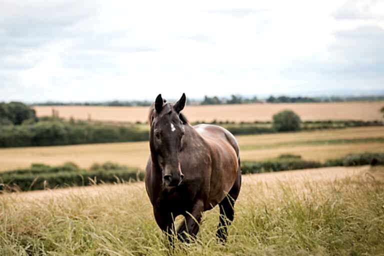 Horse Photography North East