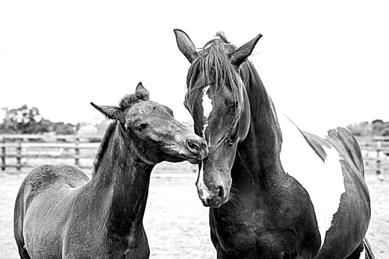 Horse Portraits North Yorkshire