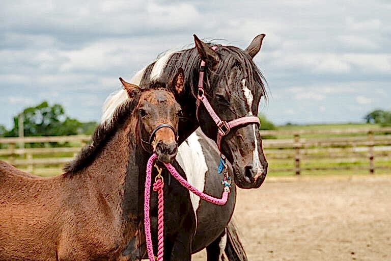 Horse Portraits North Yorkshire