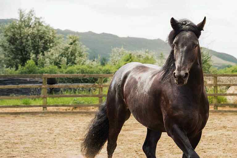 Horse Portraits North Yorkshire