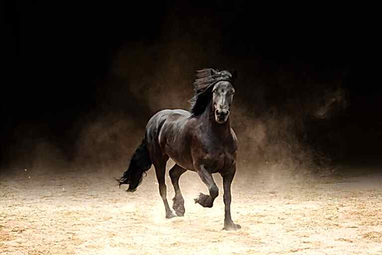 Horse Portraits North Yorkshire