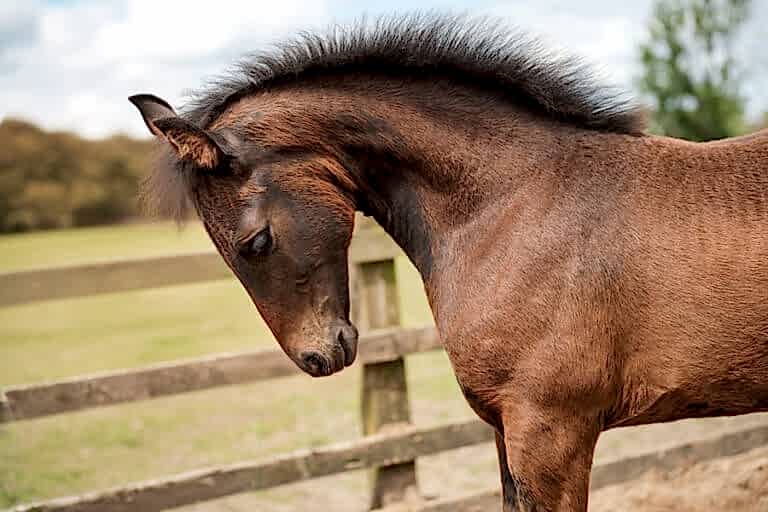 Horse Portraits North Yorkshire