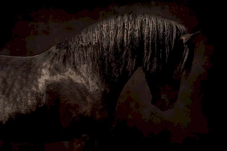 Horse Portraits North Yorkshire