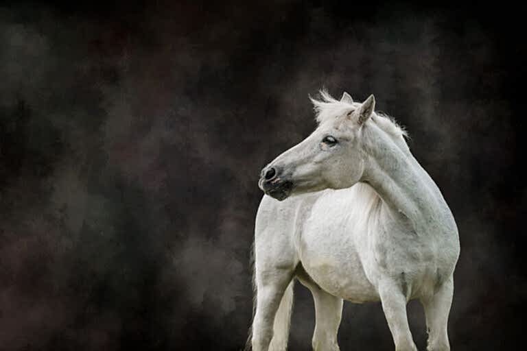 A white horse with a short mane stands against a dark, cloudy background, facing sideways.