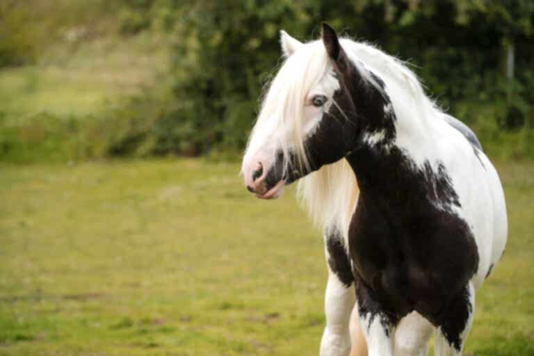 Horse Portraits North Yorkshire